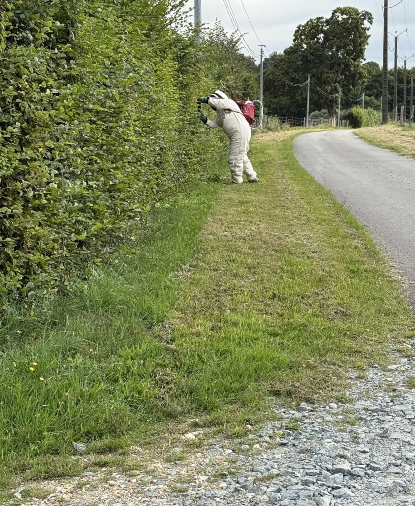 ⚠️ Nids de guêpes / frelons ⚠️ 